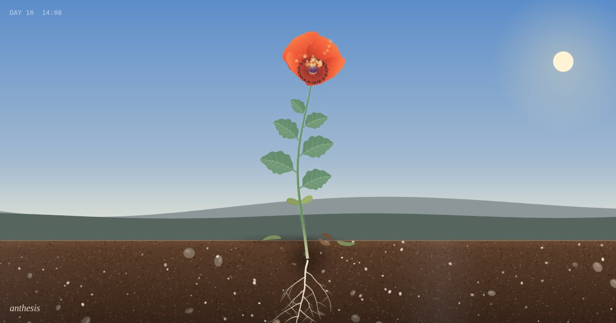 A red poppy in full bloom above a glass-fronted cutaway of soil, its roots spread below.